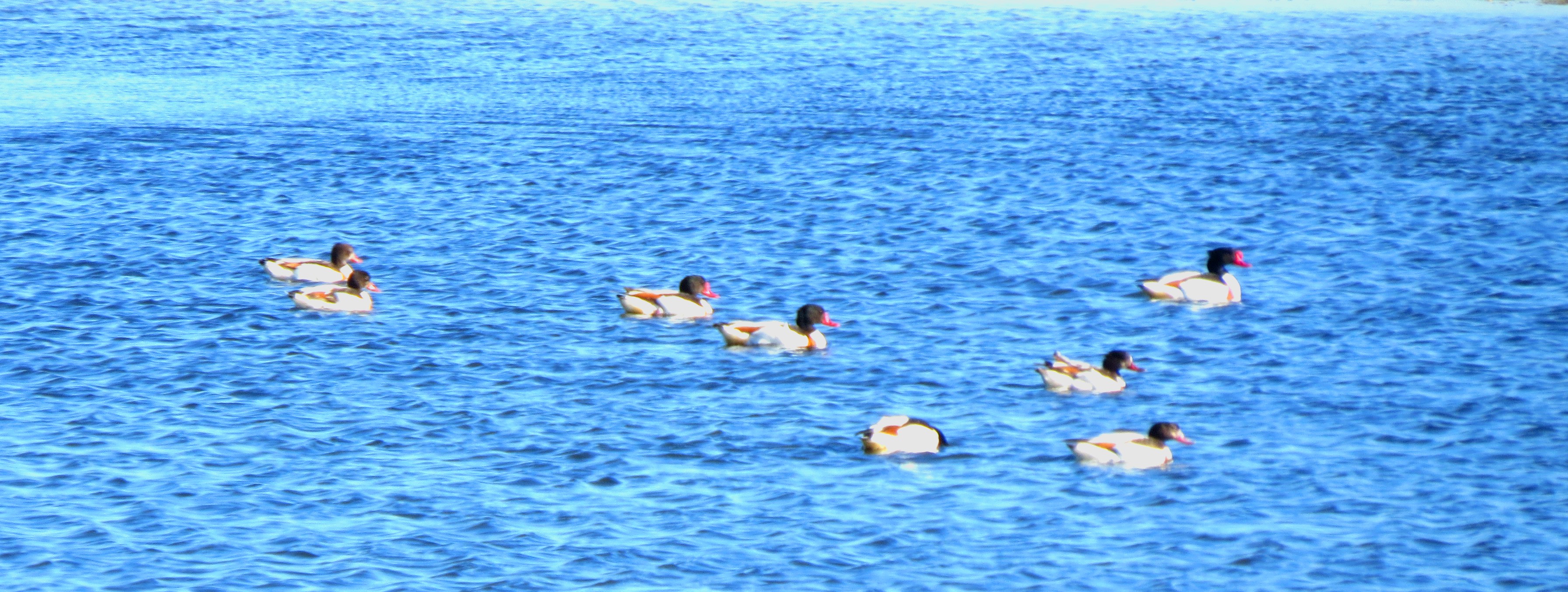 內蒙古額吉淖爾制鹽有限公司溶鹽制鹵原鹽采掘中標公示